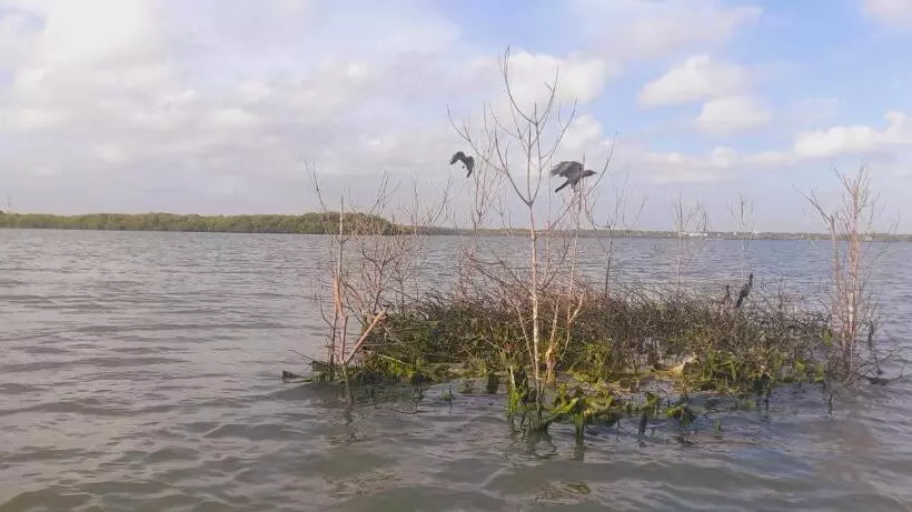 Пансион Woodnest Summerside