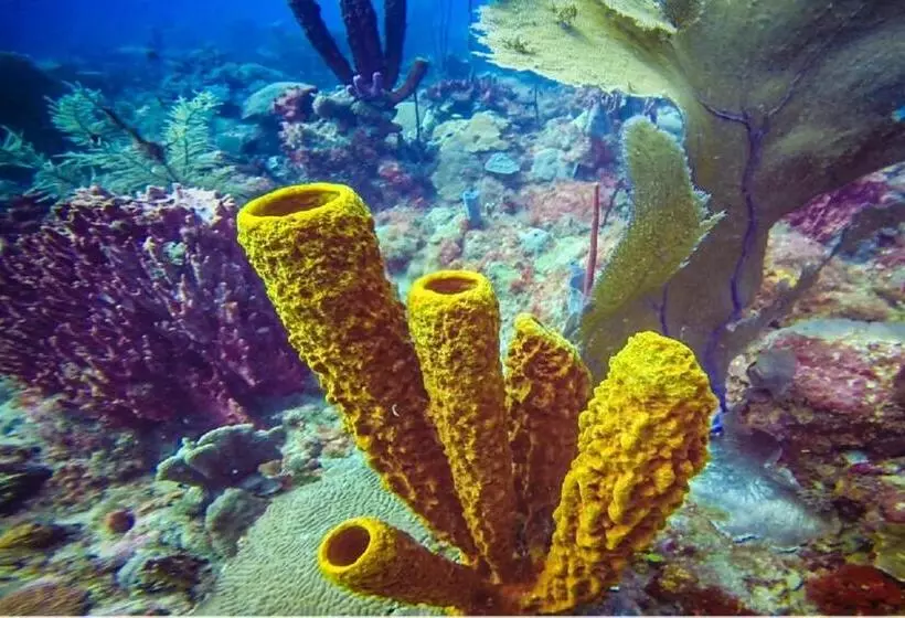 هتل Restaurant Hamilton