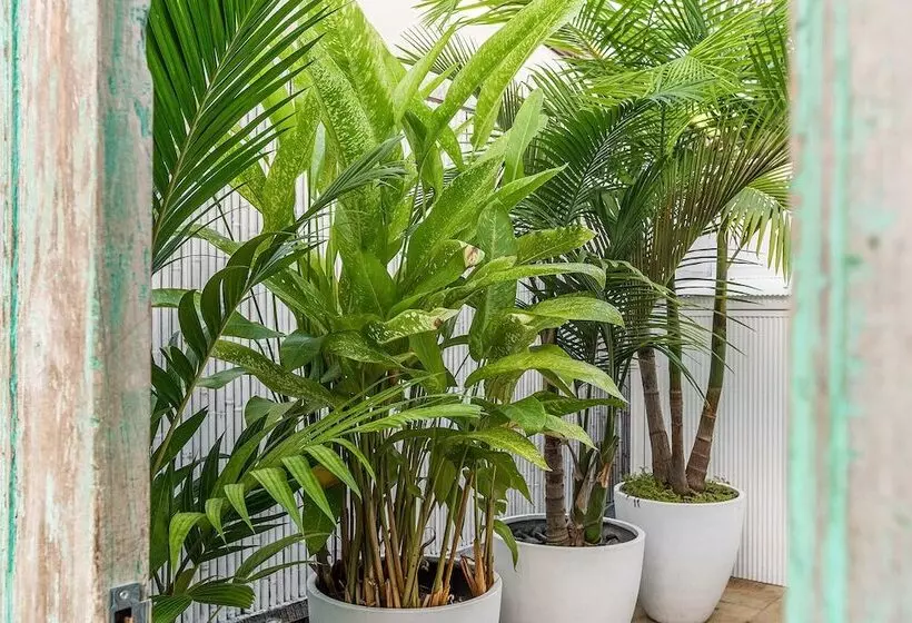 膳宿费 Azur Byron Bay