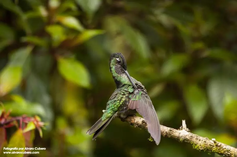 호텔 Paraiso Quetzal Lodge
