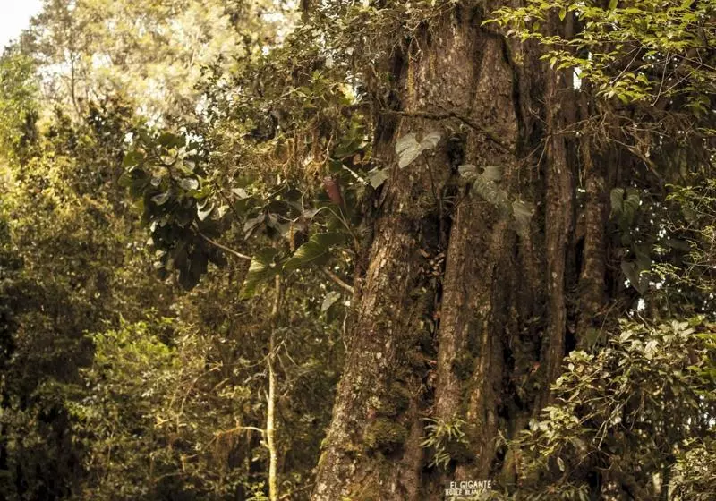 호텔 Paraiso Quetzal Lodge