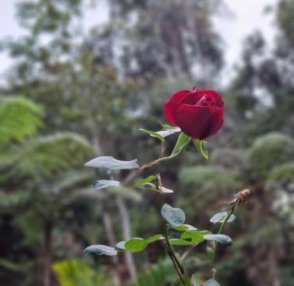 بنسيون Arundina Cameron Highlands