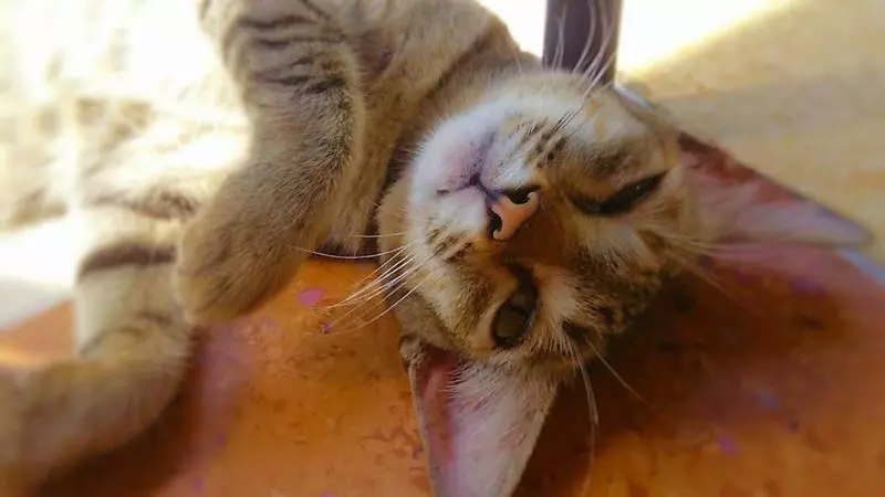 Lavender Guesthouse   Hostel