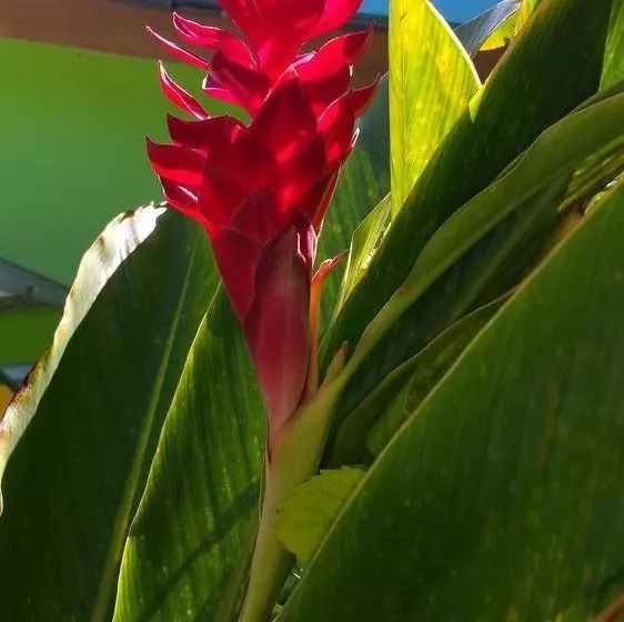 Eldemire's Tropical Island Inn