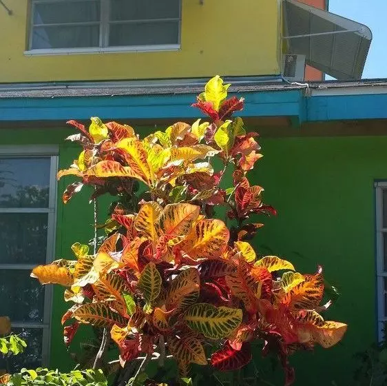 Eldemire's Tropical Island Inn