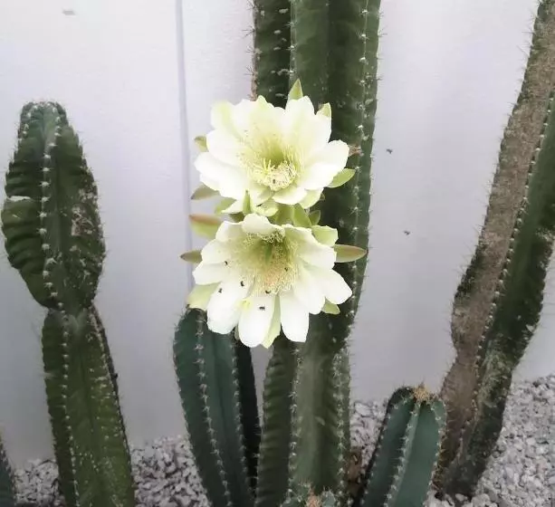 Baanfah Resort Samui