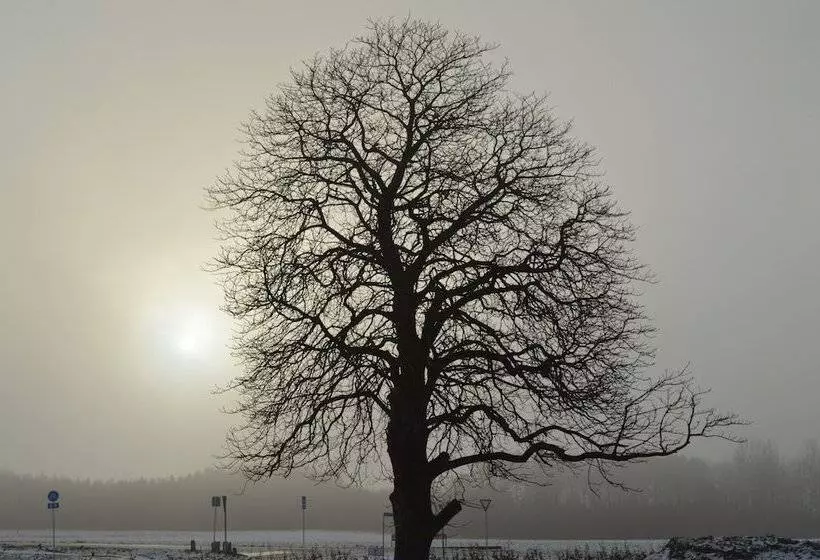 Bed and Breakfast Femhøj