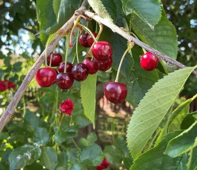 ベッドアンドブレックファースト Vivans Bed And Self Catering