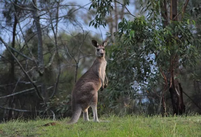 فندق Cabins On Halls
