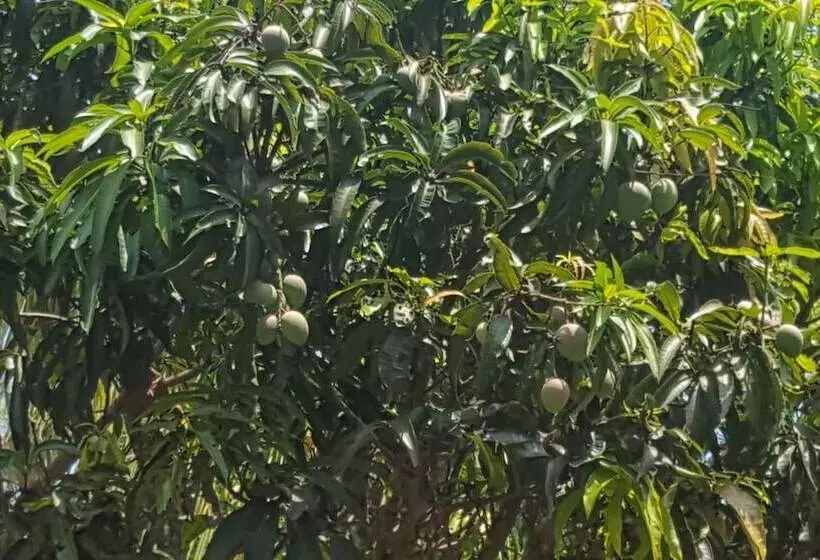 Пансион Negombo Village