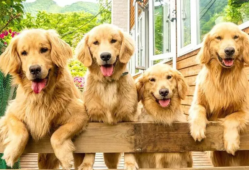 ベッドアンドブレックファースト Pension Asanebou