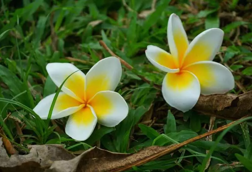 Отель Dansavanh Vientiane