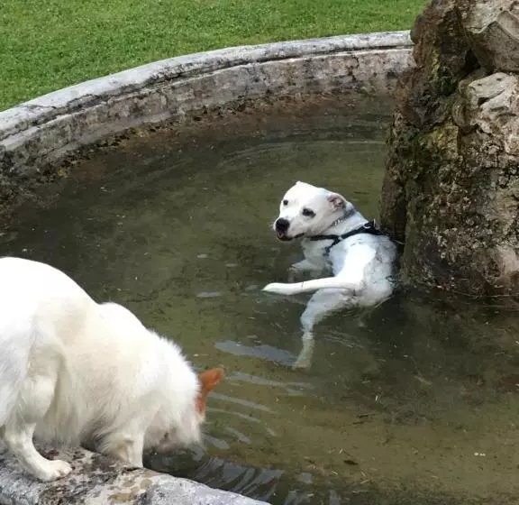 فندق Villa Angelica