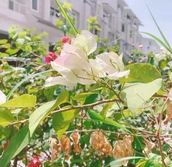 تختخواب و صبحانه Rosepark Tuan Chau
