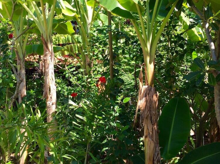 Hotel Mahogany Cottage