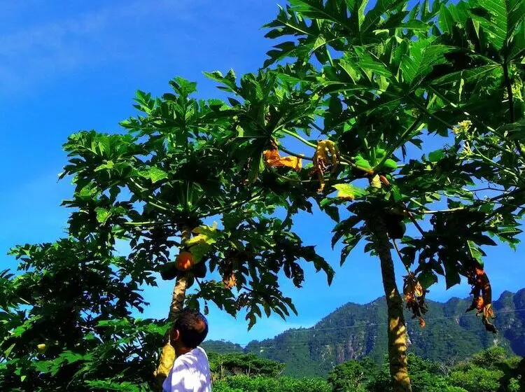 コテージ森のフェアリーyakushima Cottage Morino Fairy All Cotage With Open Air Bath