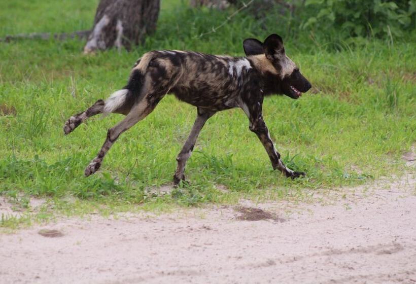 هتل Mogotlho Safari Lodge