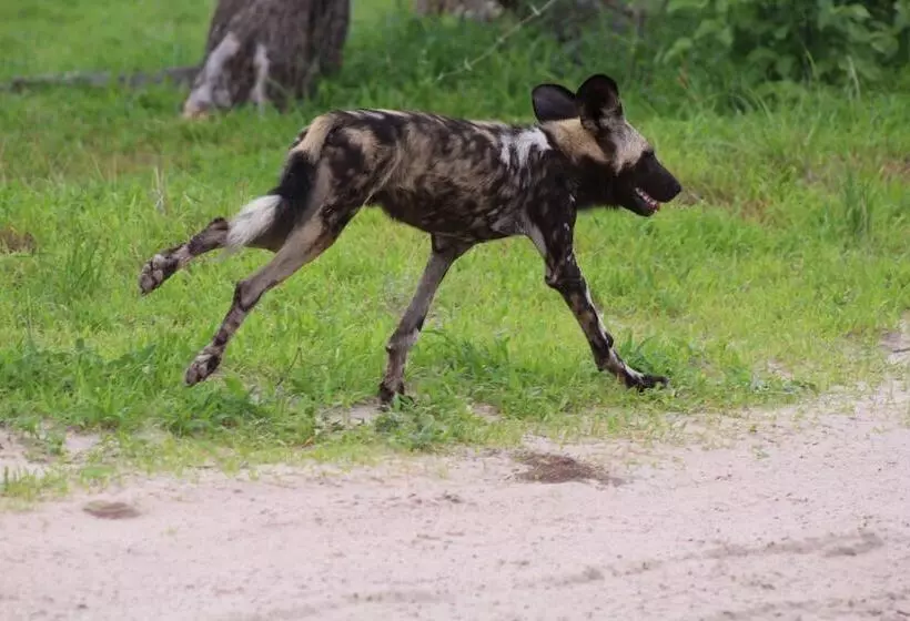 هتل Mogotlho Safari Lodge
