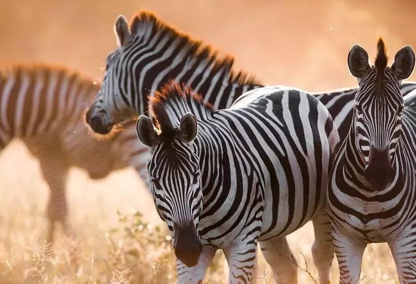 هتل Mogotlho Safari Lodge