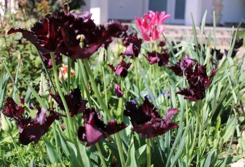 Majatalo къща за гости света марина