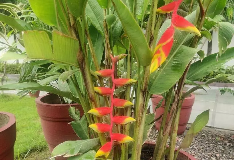 ペンション The Olive Greens