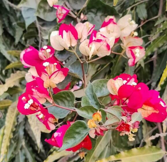 פנסיון The Olive Greens