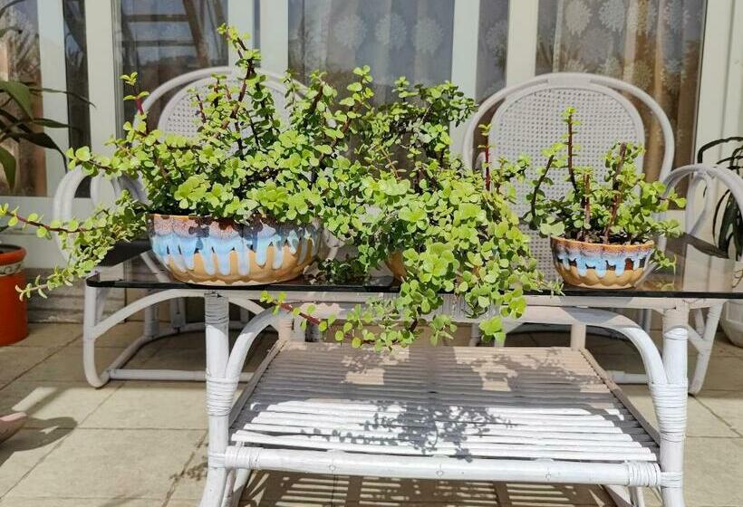 פנסיון The Olive Greens