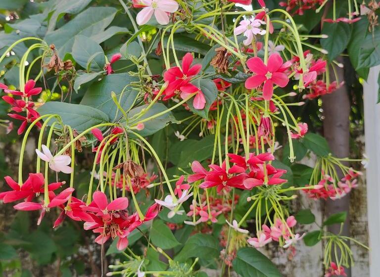 פנסיון The Olive Greens