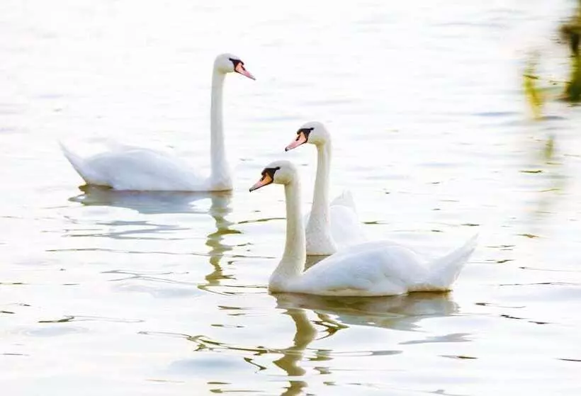 Hotelli Glutschaufel