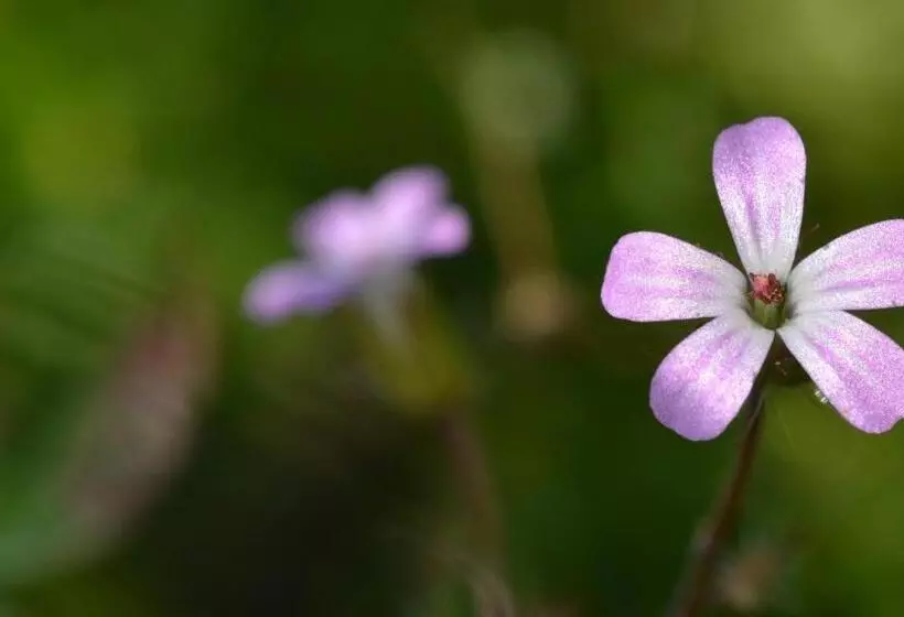 ホテル Agribed Quierta   Camere Matrimoniali