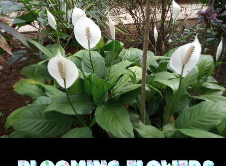 5 Bhk Villa With Private Pool, Goa Garden Resort At South Goa