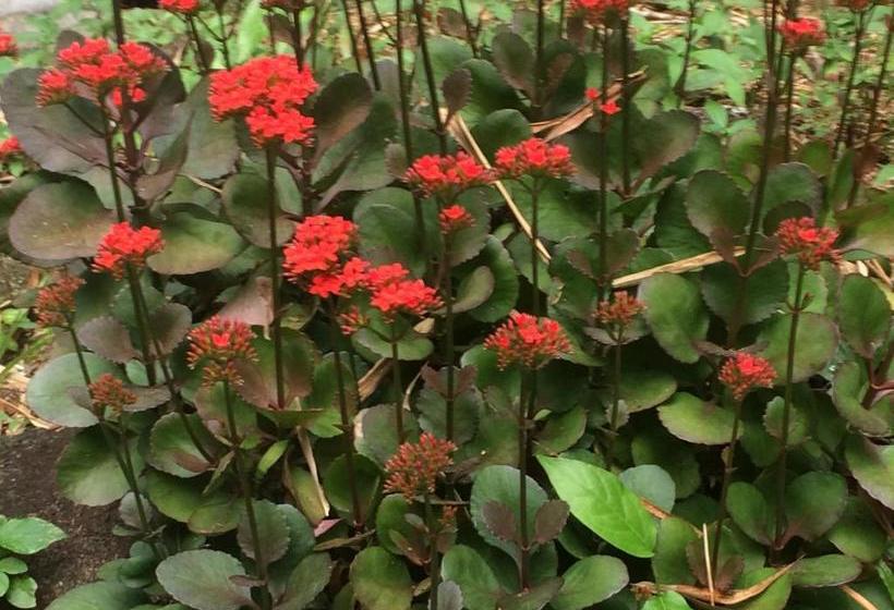 Hotel Sagu Mini Resort