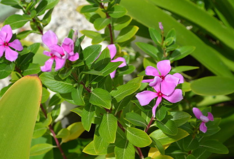 هتل Vistalmar Ocean Suites Brand New Renovated 1bdr Ocean View Infinity Pool Mini Beach Full Kit