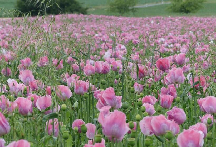 בית מלון כפרי Der Teichhof