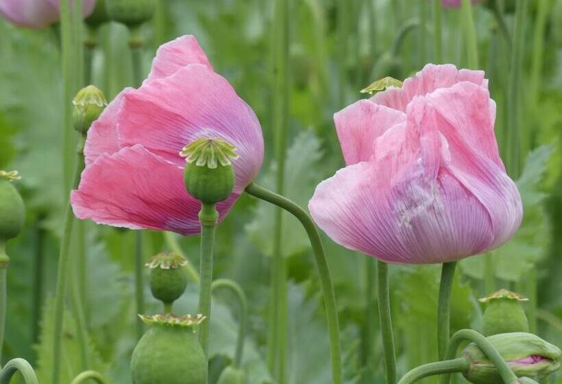 בית מלון כפרי Der Teichhof