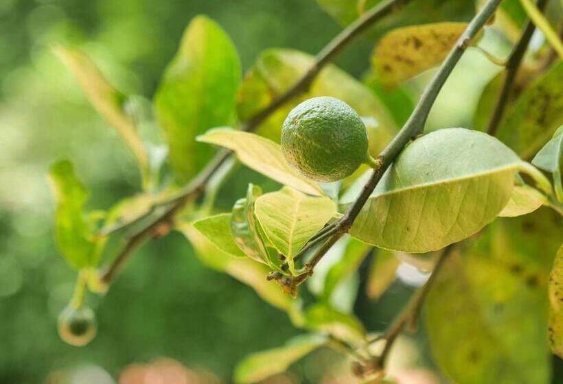 فندق Pousada Galeria Artes