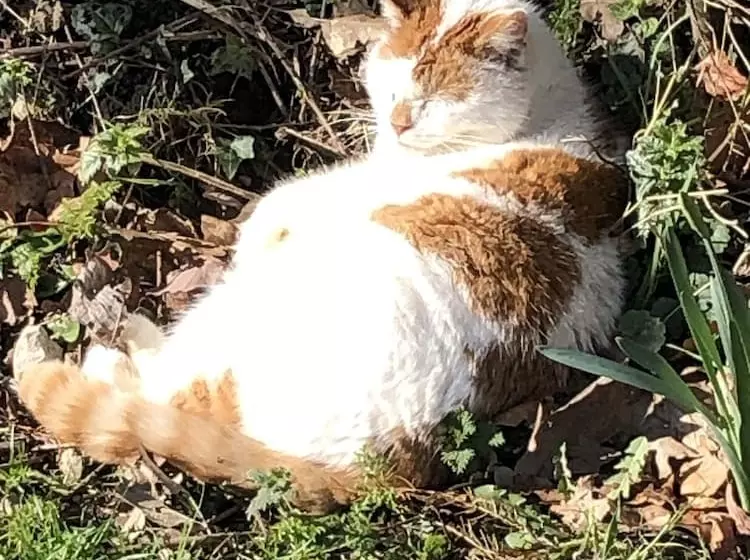 The Peacock Shepherds Hut At Hafoty Boeth