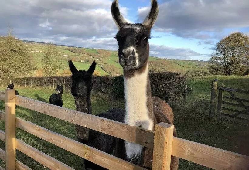 The Peacock Shepherds Hut At Hafoty Boeth