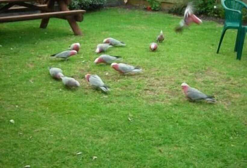 هتل Apollo Bay Backpackers