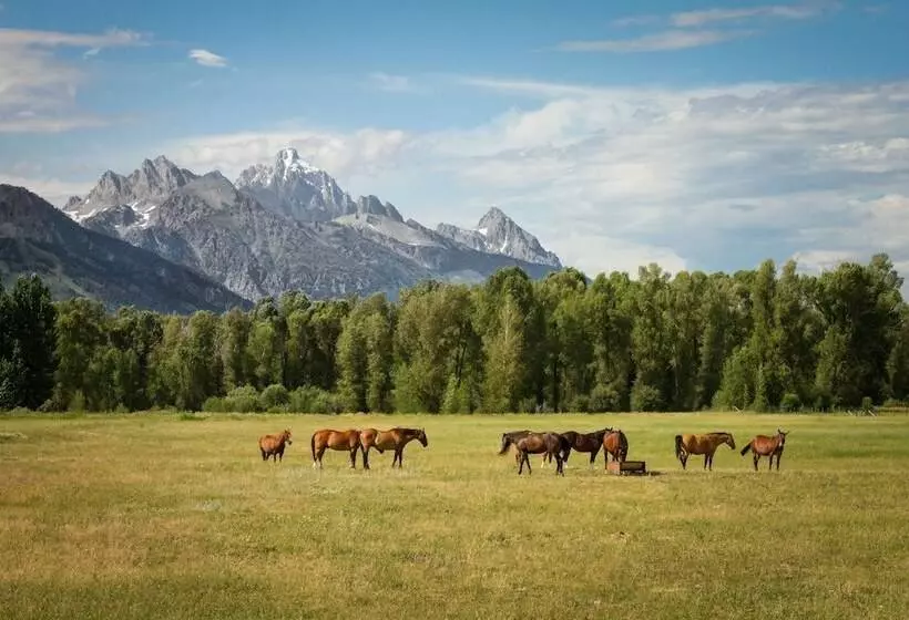 Tammah Jackson Hole
