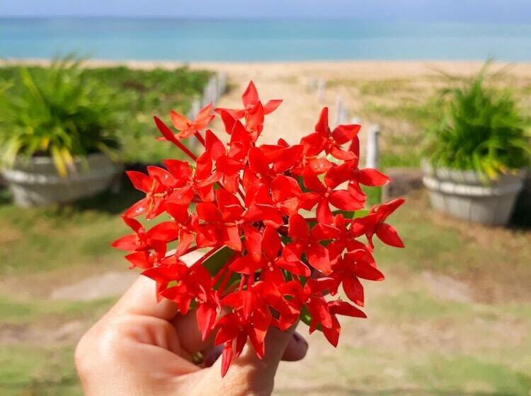 ホテル Pousada Baia Dos Corais