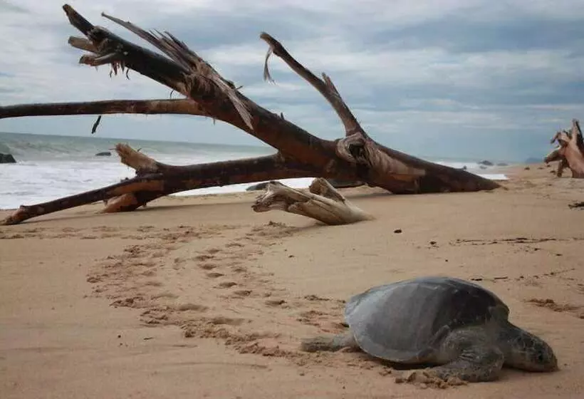 Dayz Hotel Caleta De Campos