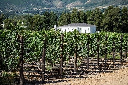 Lily Pond At Le Lude
