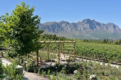 Lily Pond At Le Lude