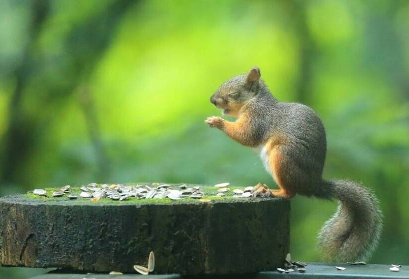 Пансион Guesthouse Kreutzer