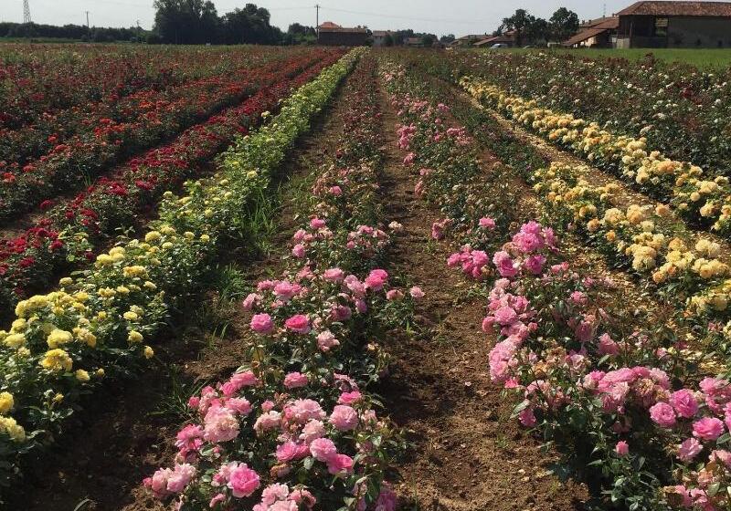 בית מלון כפרי Relais Santo Stefano