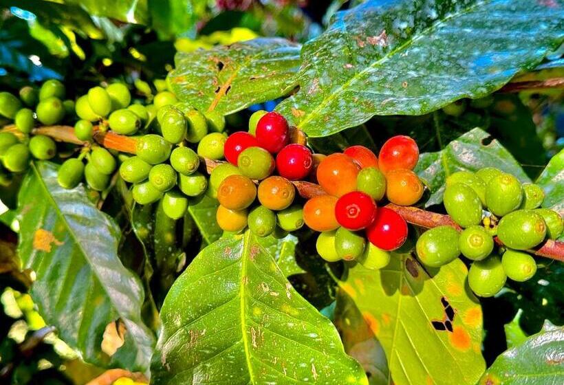 Hotel New Araniko Resort  Ltd