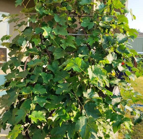 ペンション Greenleaf 2 Bdrm 1bth Suite & Private Entry