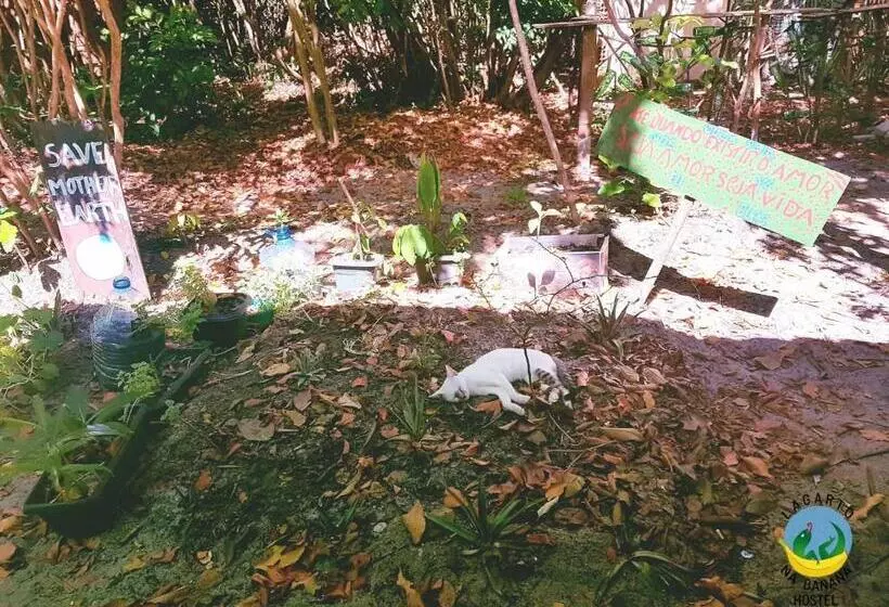 Lagarto Na Banana Hostel