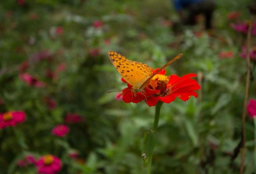 فندق Kings Lodge